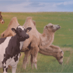 OEM - Friendly IVD Solutions: Provided customized IVD product development and production support for OEM partners, ensuring quality and timely delivery.